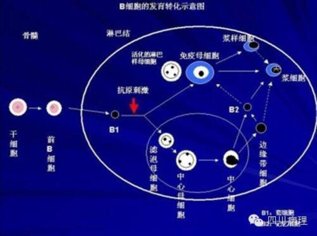 周小鸽教授解读:b淋巴细胞的分化过程