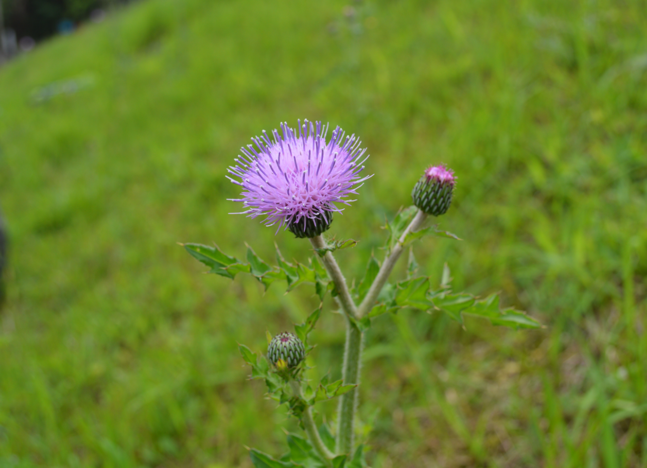 小花