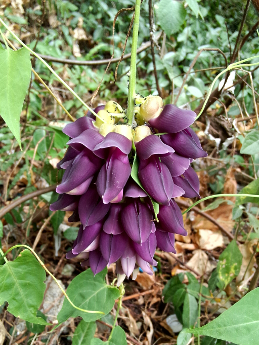 我是一种藤的花