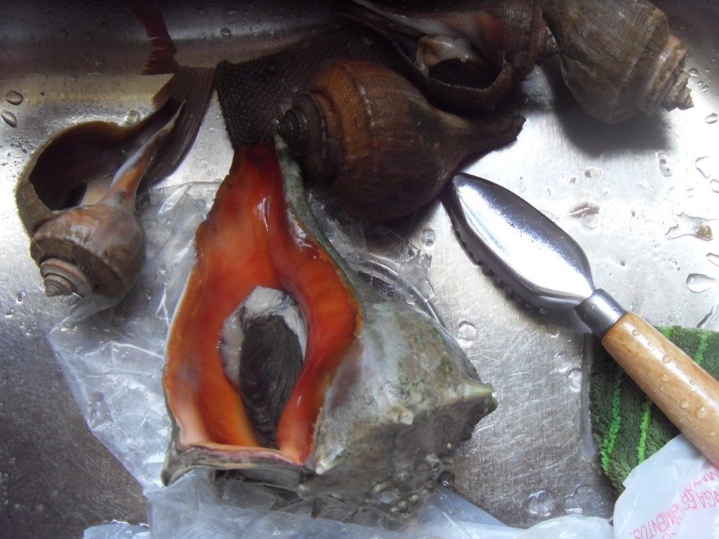 whelk2.jpg