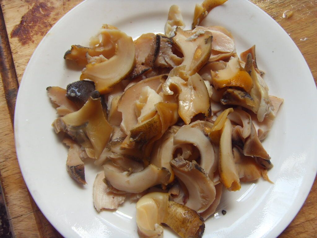 whelk4.jpg