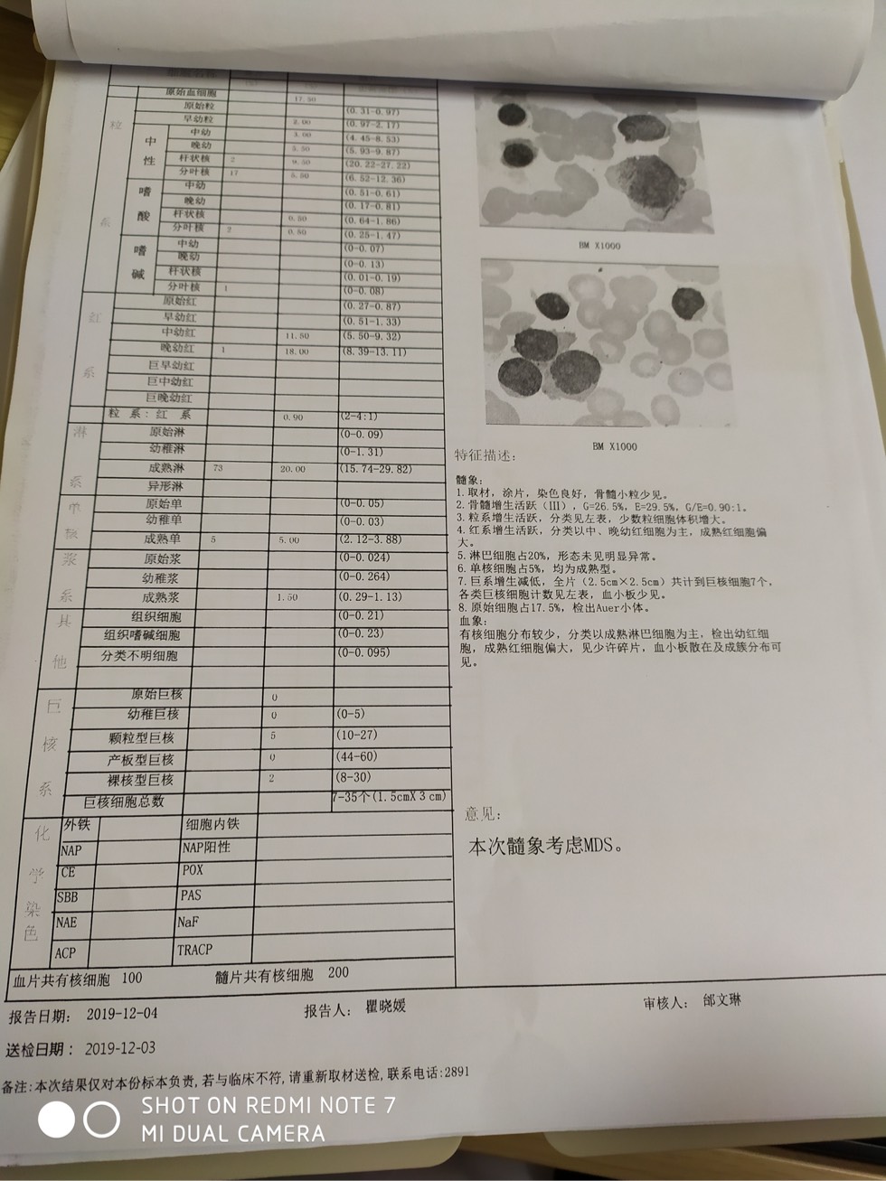 骨穿报告急求高手帮忙