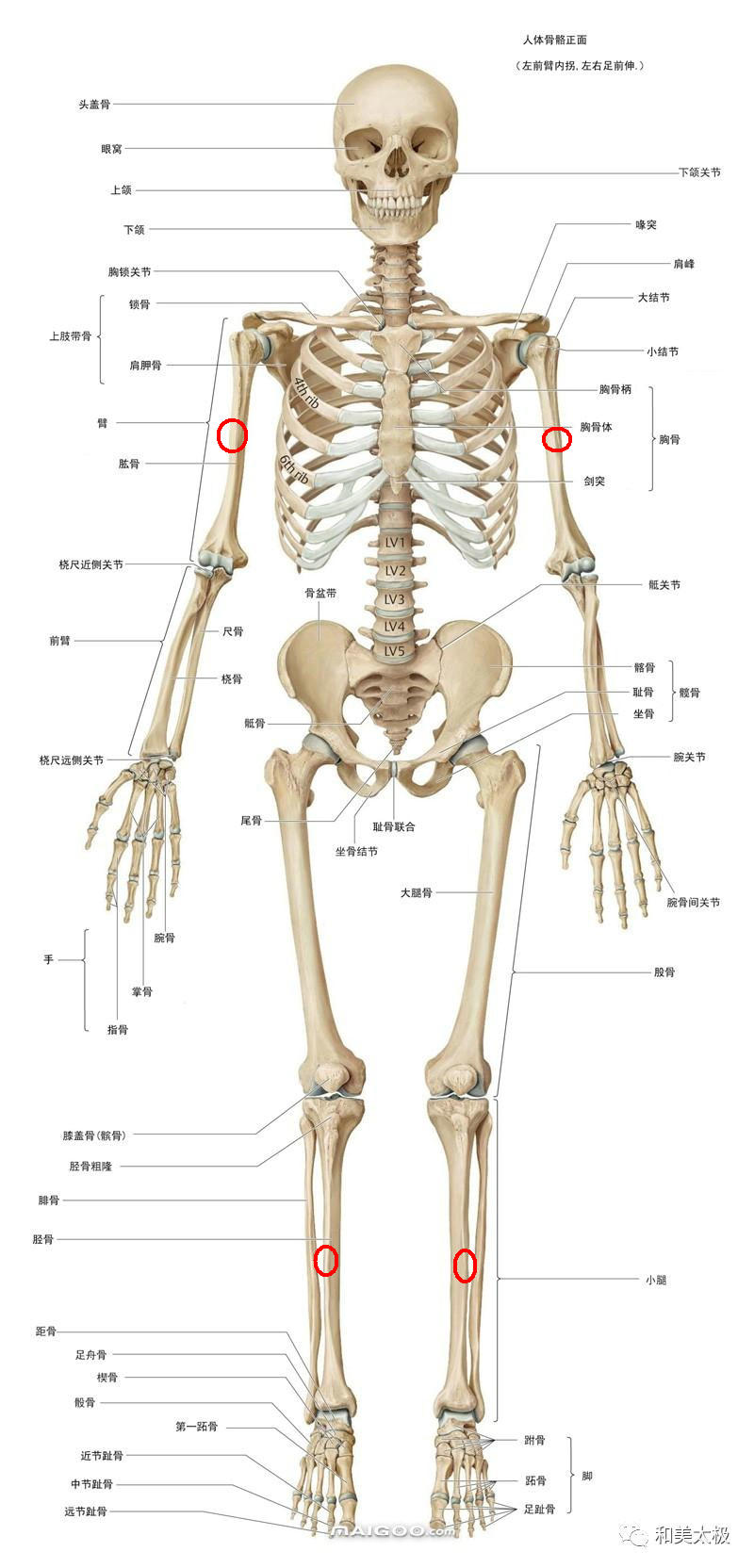 肱骨位置图片