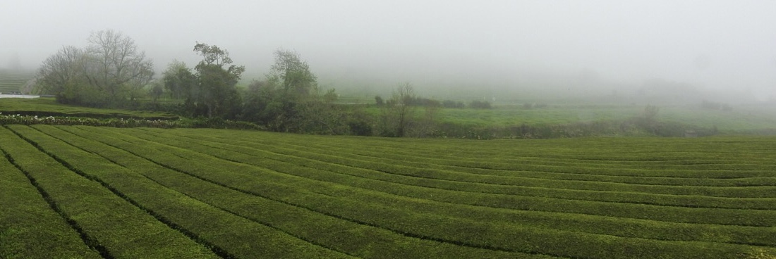 去了葡萄牙的百年茶园，说是欧洲唯一的茶园，