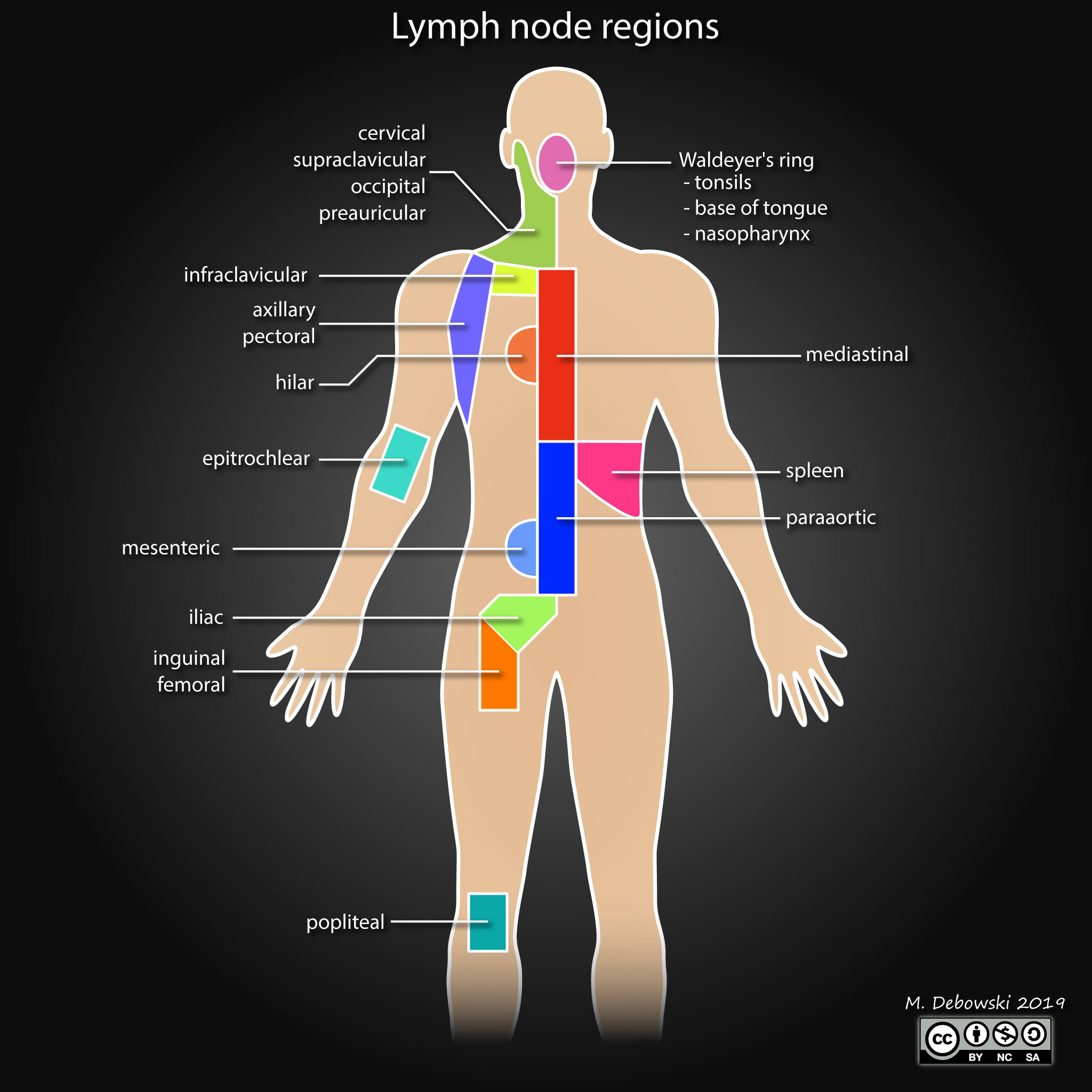 lymph-node-regions-illustration.jpg